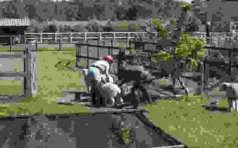 Dynho ajuda Solange a colocar as ovelhas no pasto - A Fazenda 13