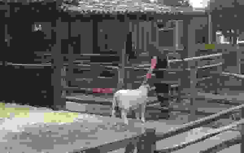 Marina cumprimenta e faz carinho na ovelha - A Fazenda 13