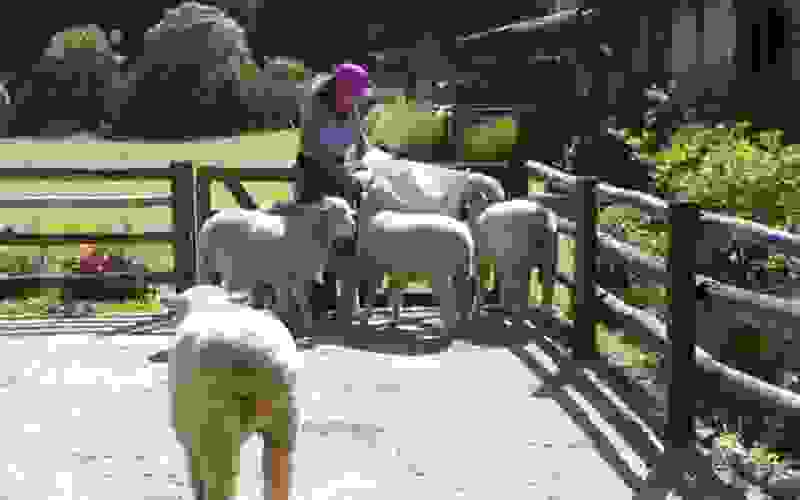Solange faz carinho nas ovelhas durante as atividades rurais - A Fazenda 13