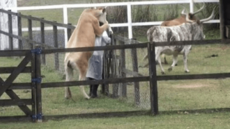 A Fazenda 13: Nego do Borel leva 'montada' de vaca no trato dos animais