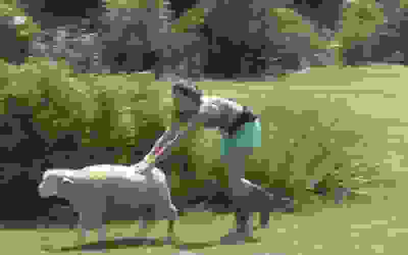 Dayane deixa ovelha escapar e tenta levá-la de volta ao pasto - A Fazenda 13