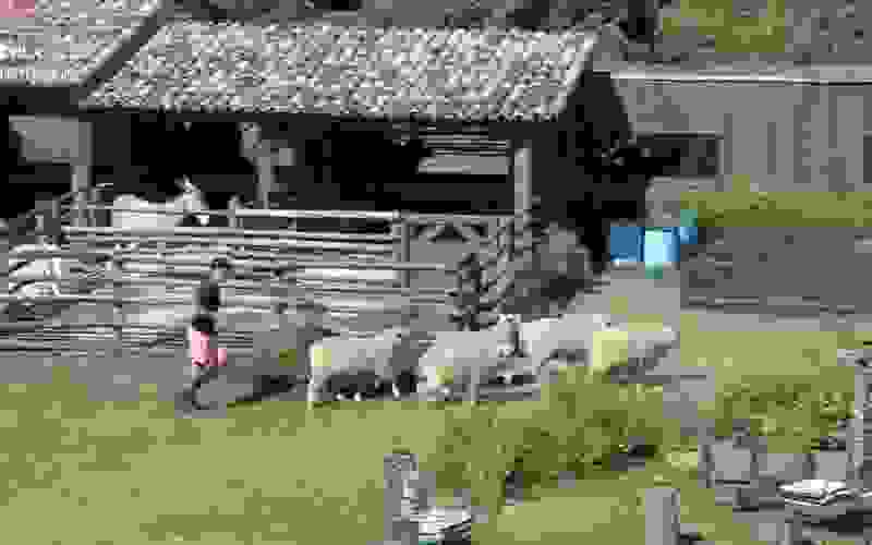 Durante o confinamento, Lipe descobre fato inusitado sobre as ovelhas – A Fazenda 12
