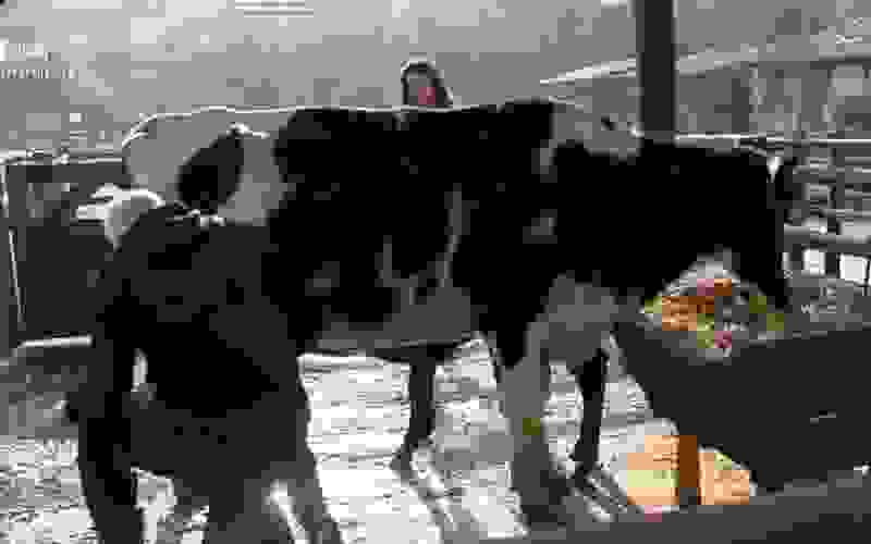 Liziane Gutierrez e MC Gui ordenham a vaca - A Fazenda 13