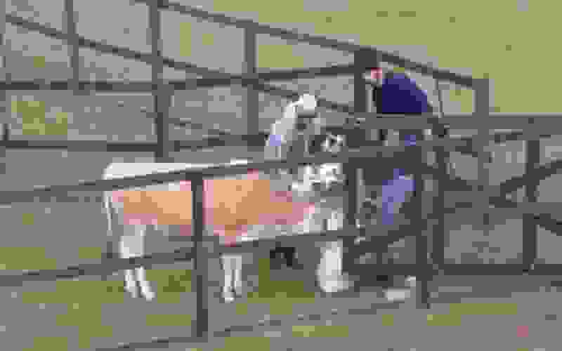 Peões se divertem com a vaca Teimosinha – A Fazenda 13