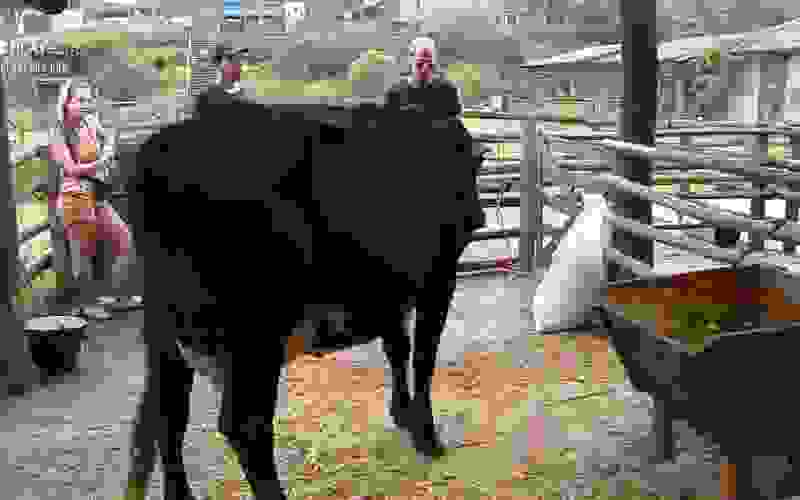 Peões têm dificuldades no trato com a vaca - A Fazenda 12