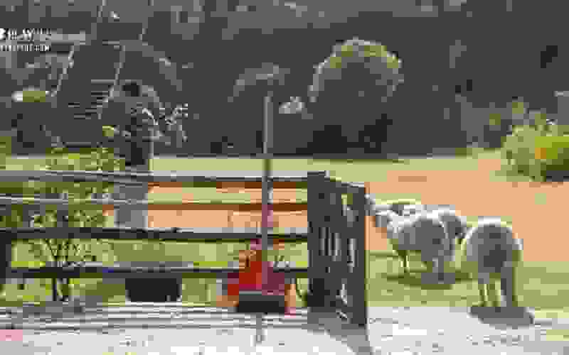Rico Melquiades conversa com as ovelhas: "Vamos curtir a balada" - A Fazenda 13
